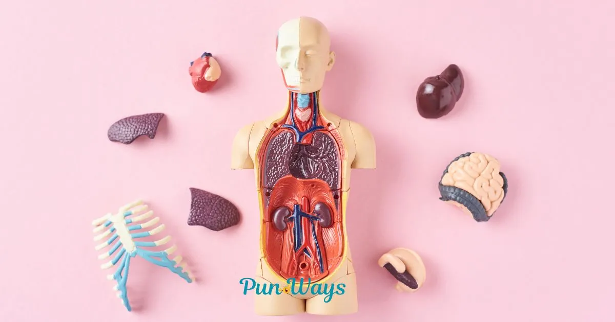 Anatomy Puns & Jokes