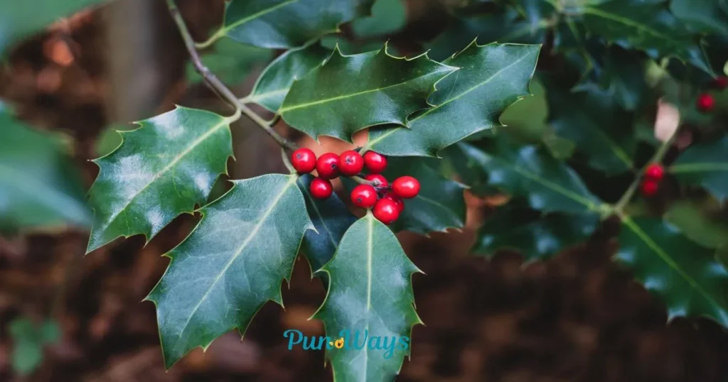 Mistletoe Jokes And Puns For Elders