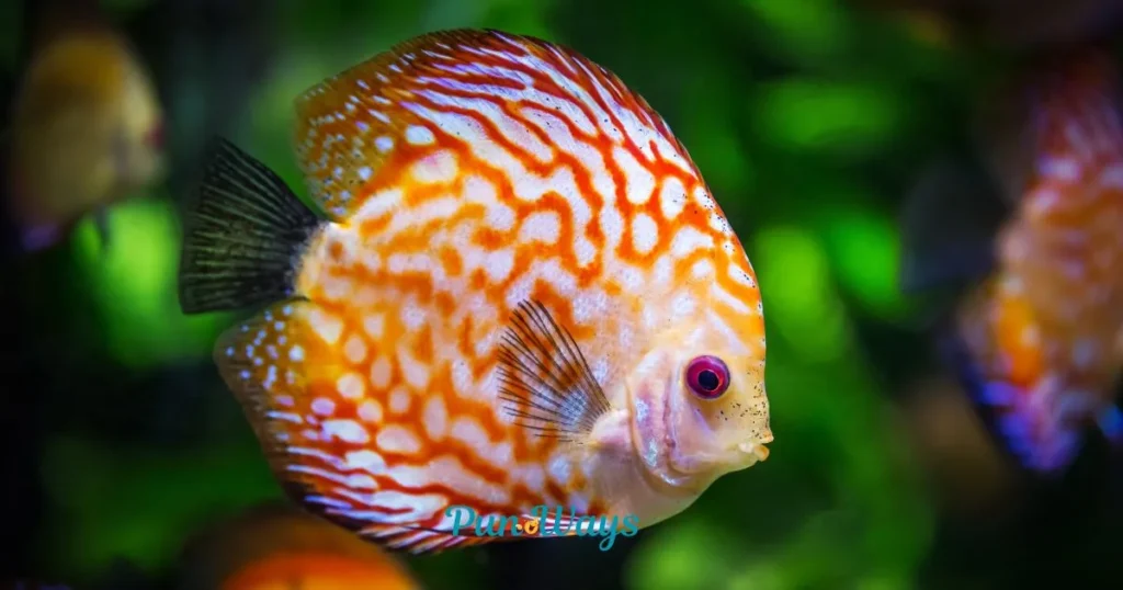 Dirty Fish Puns