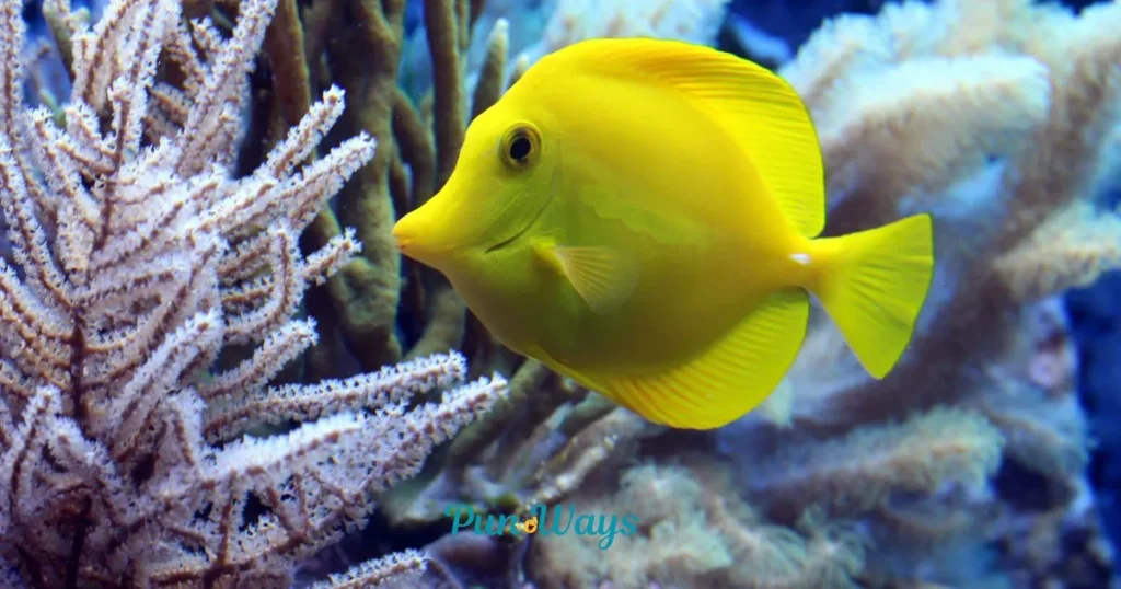 Fish Puns