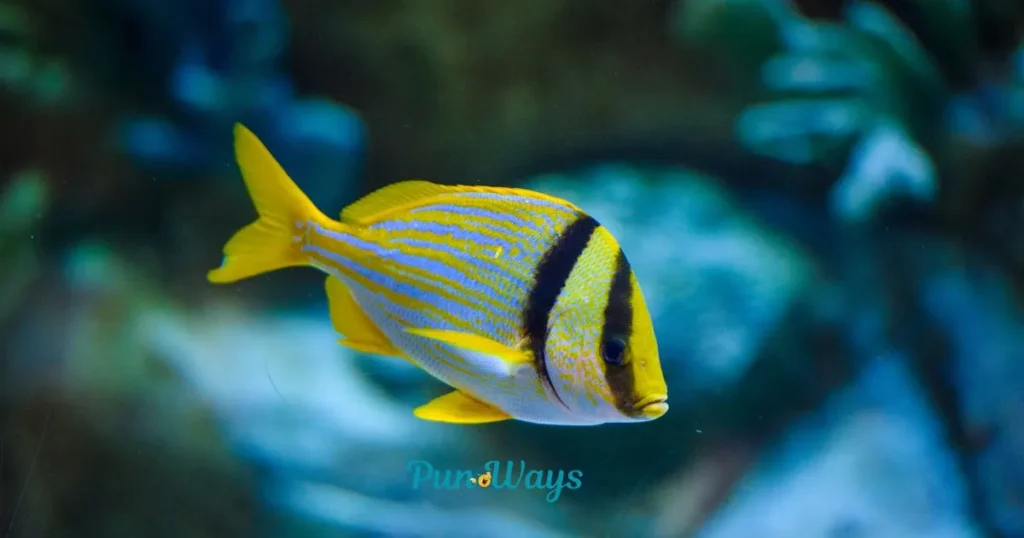 Fish Puns Meaning