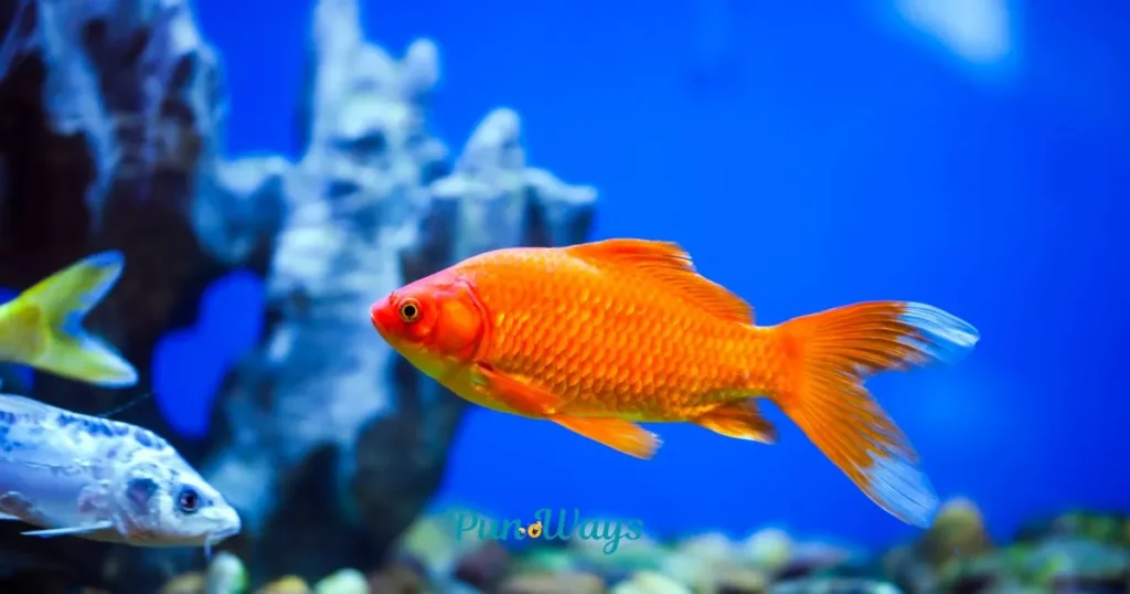 Unique Fish Puns