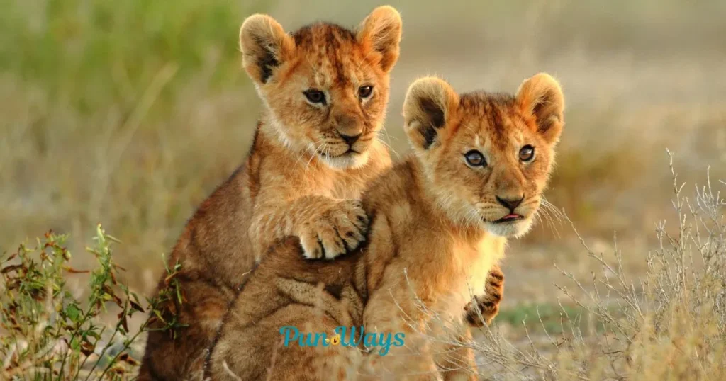 Best Cougar Puns And Jokes