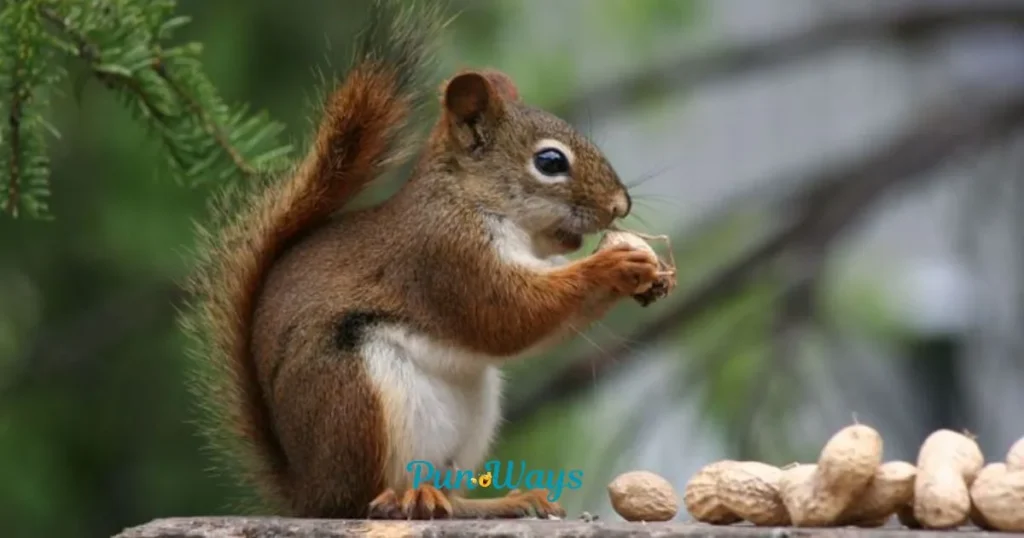 Deez Nuts Jokes
