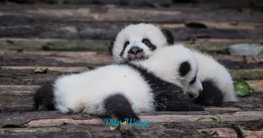 Funny Panda One Liner Jokes