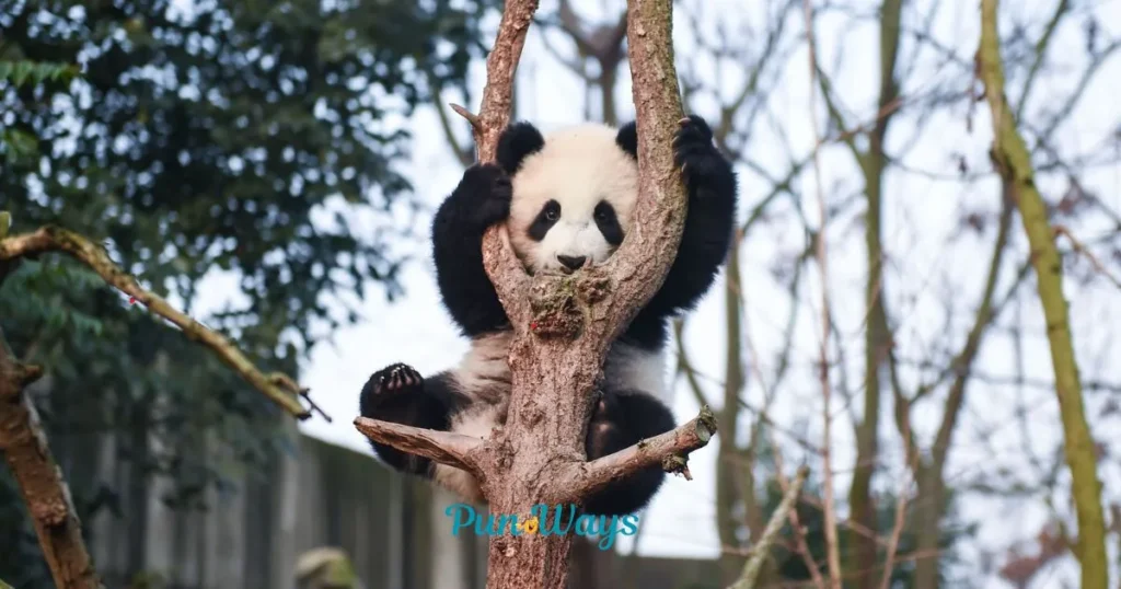 Panda Jokes And Puns For Adults