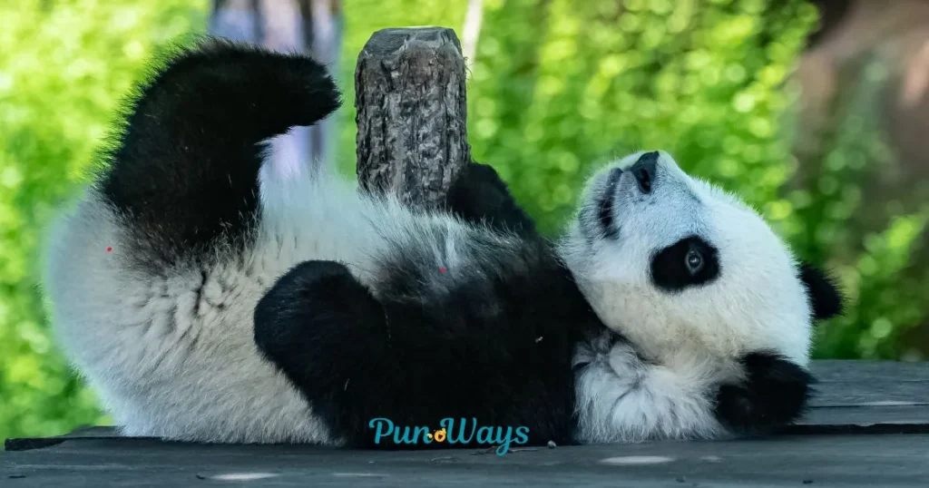 Panda Puns