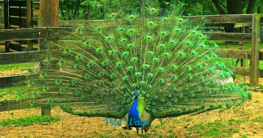 Peacock Jokes And Puns For Elders