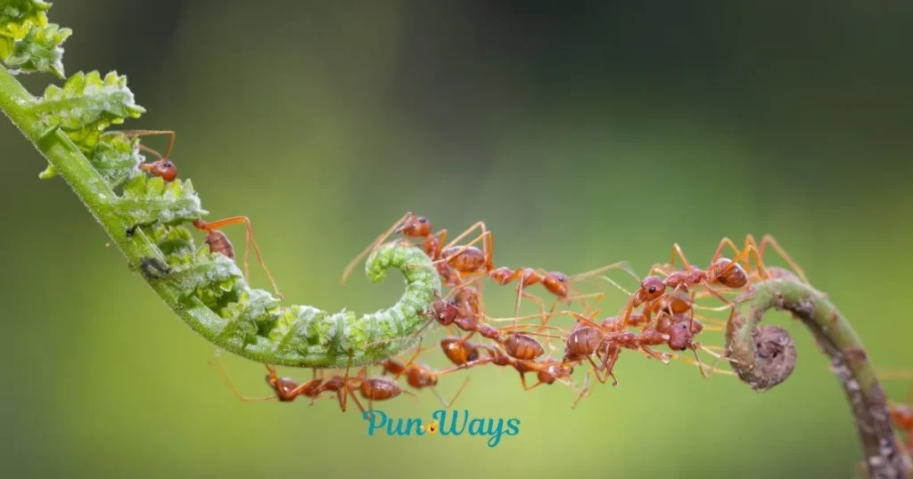 Ant Puns In Pop Culture