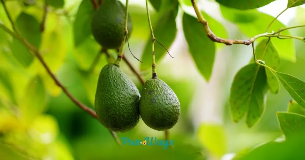 Avocado Puns