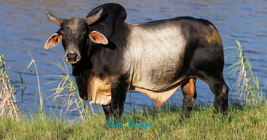 Bull Puns