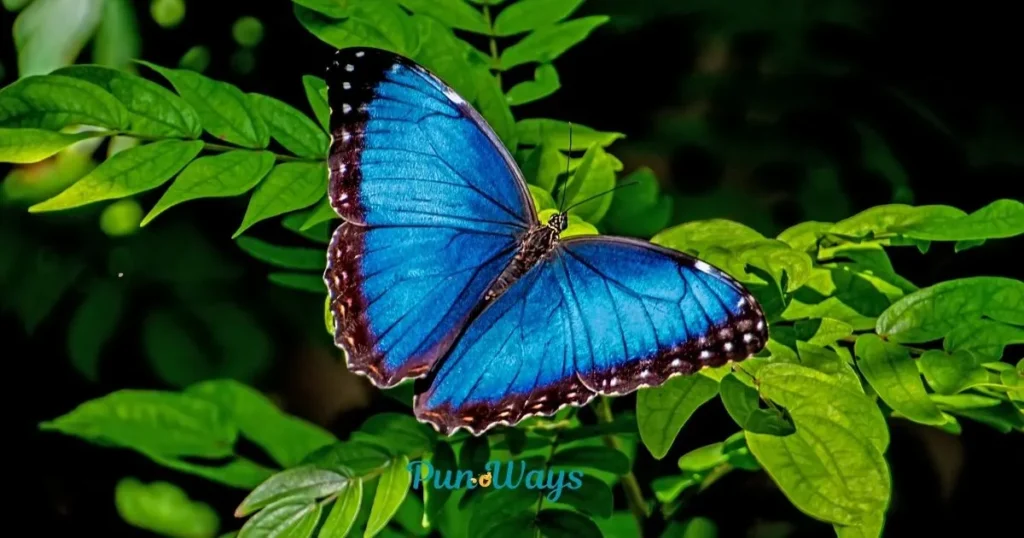 Butterfly Puns