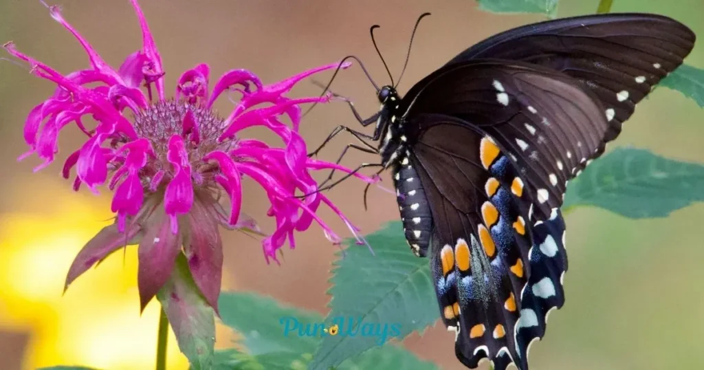 Butterfly Puns Reddit