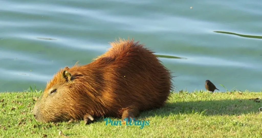 Capybara One Liners