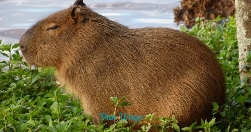 Capybara Puns Punpedia
