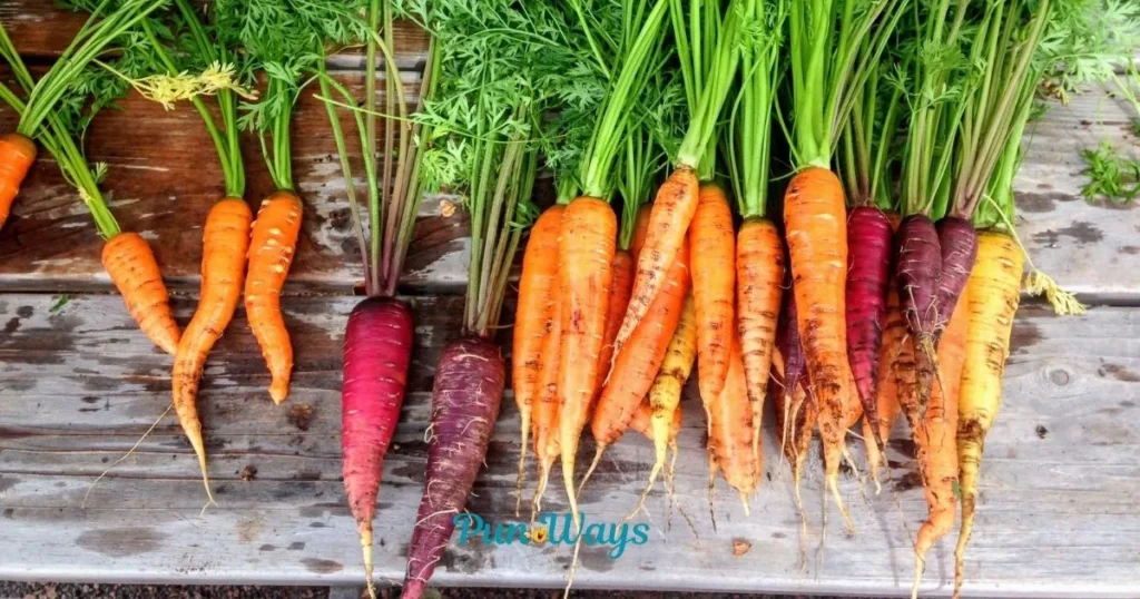 Carrot Puns For Kids
