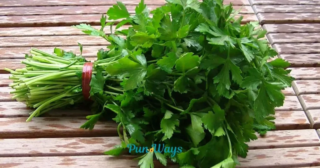 Cilantro Puns
