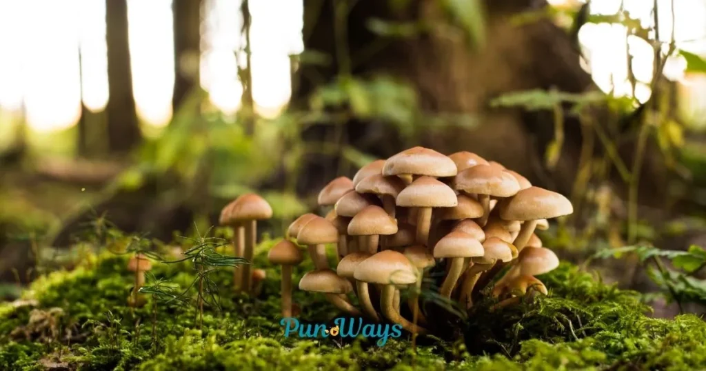 Clever Fungi Puns To Make You Laugh