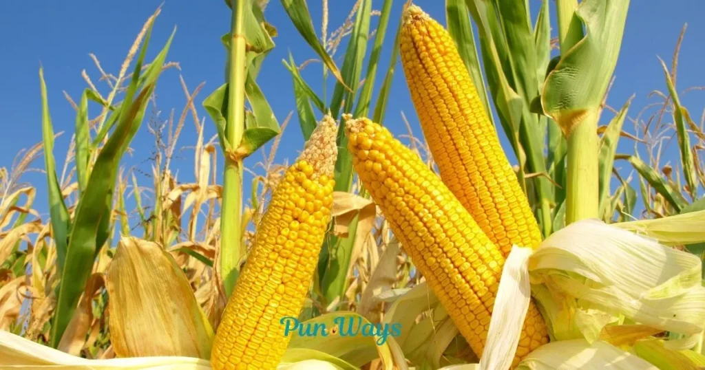Corn Puns