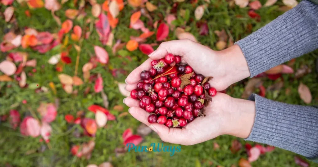 Cranberry Jokes And Puns For Elders