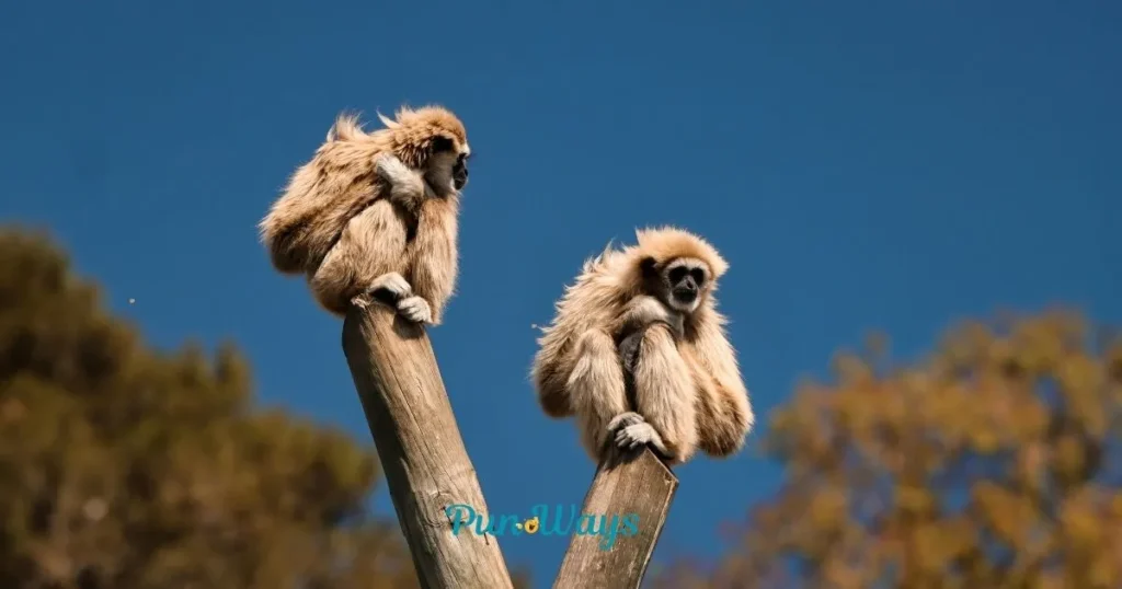 Cute And Clever Monkey Puns