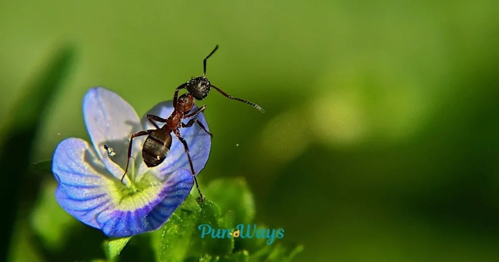 Cute Ant Puns