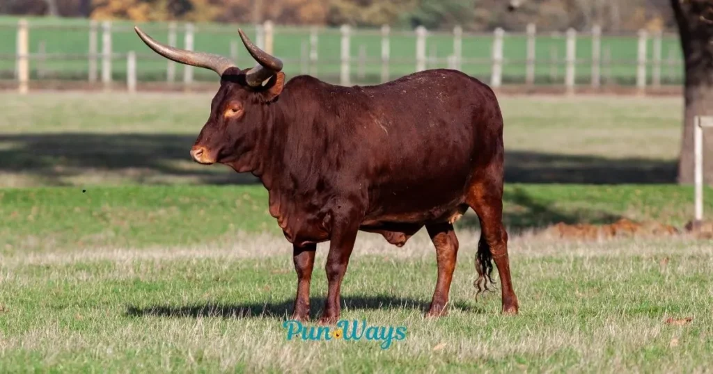 Cute Bull Puns