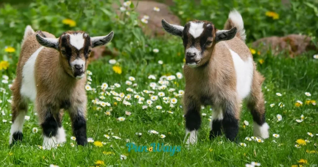 Cute Goat Puns