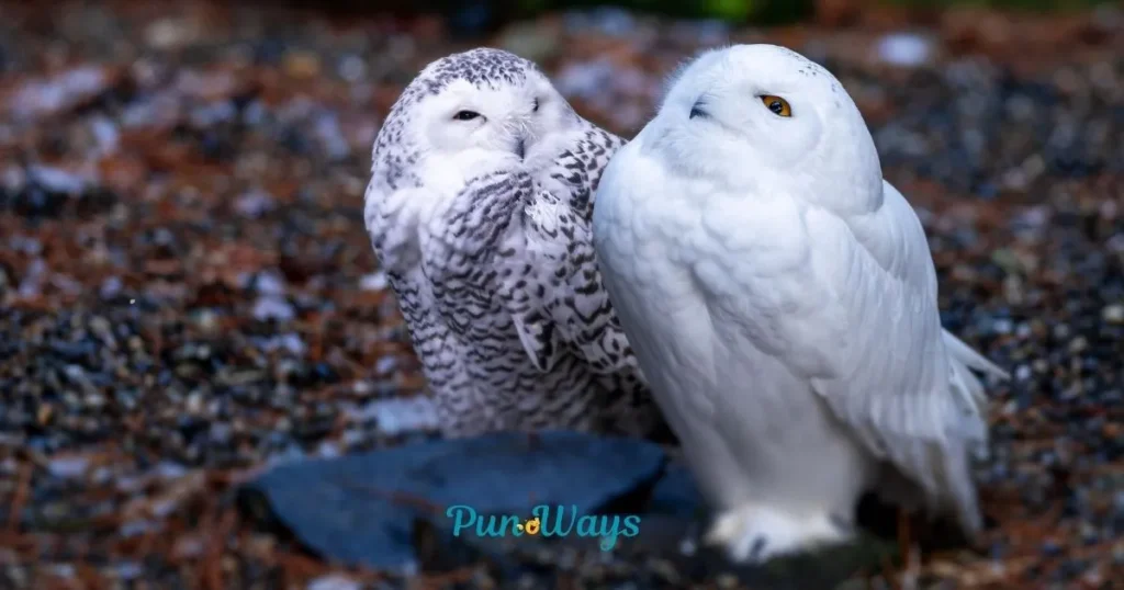 Cute Owl Puns