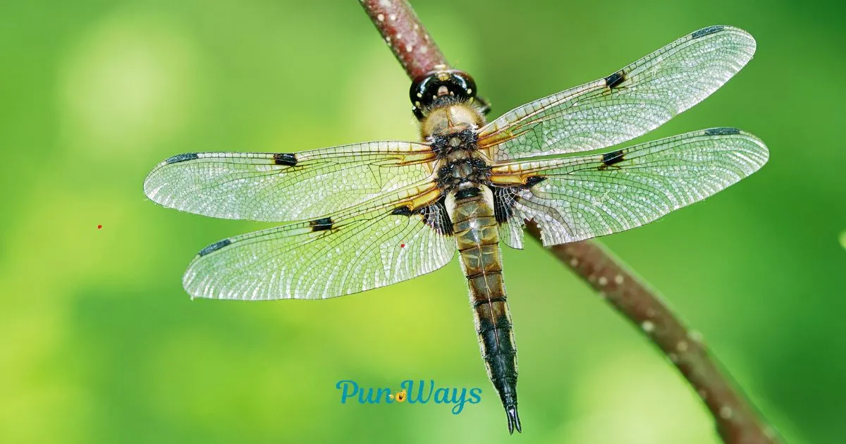Dragonfly Puns