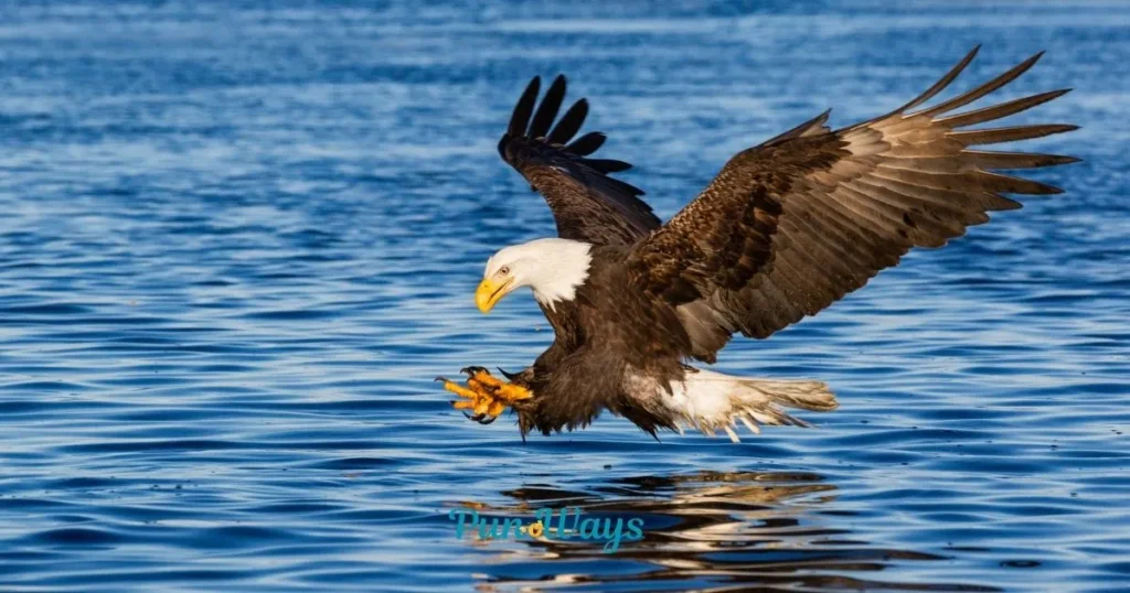 Eagle Puns