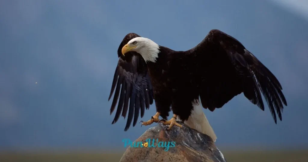 Eagle Puns One Liners