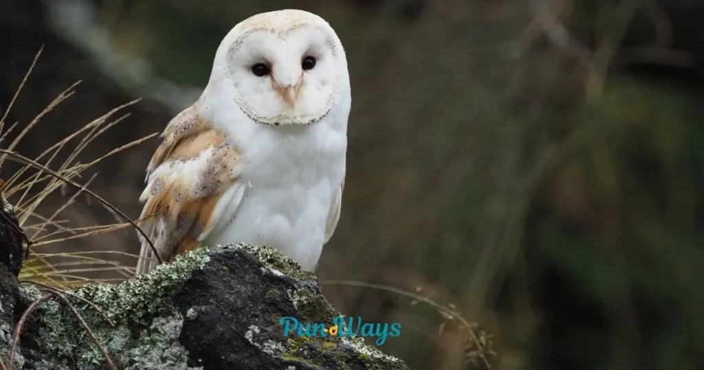 Educational And Nerdy Owl Jokes