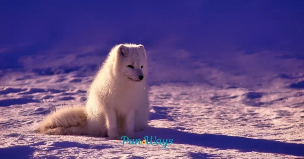 Fox Puns