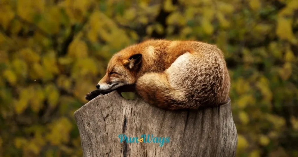Fox Puns Dirty