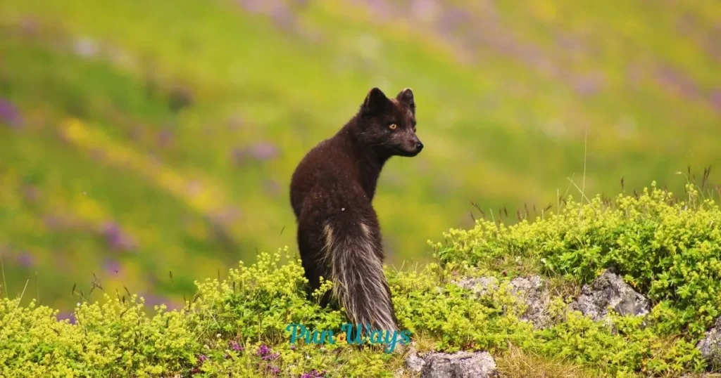 Funny And Cute Fox Puns