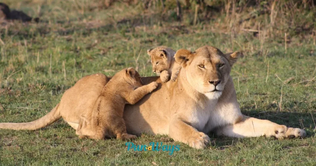 Funny Lion King One Liner Jokes