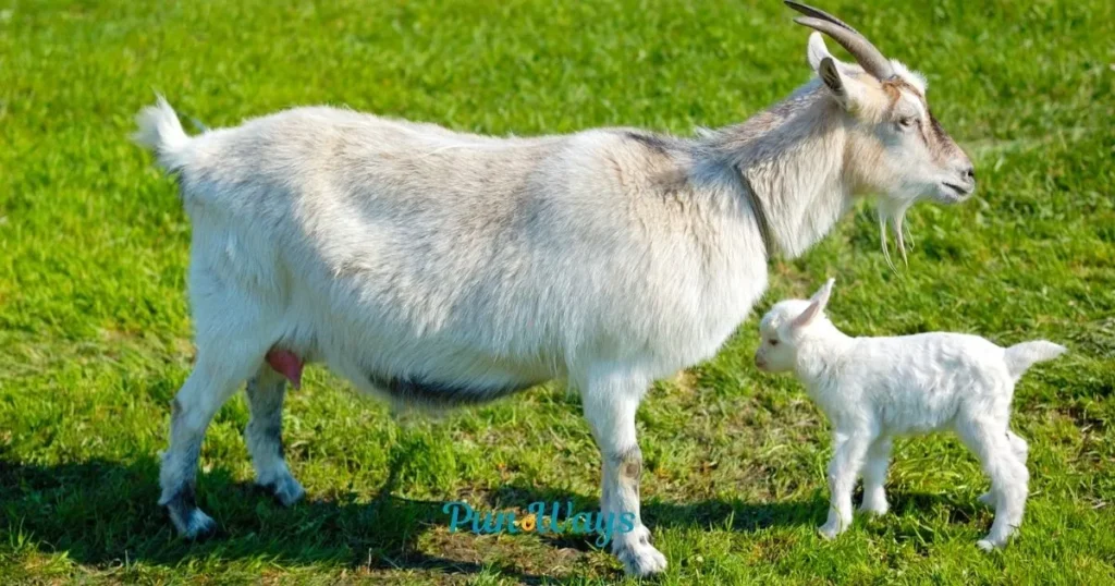 Goat Puns Captions