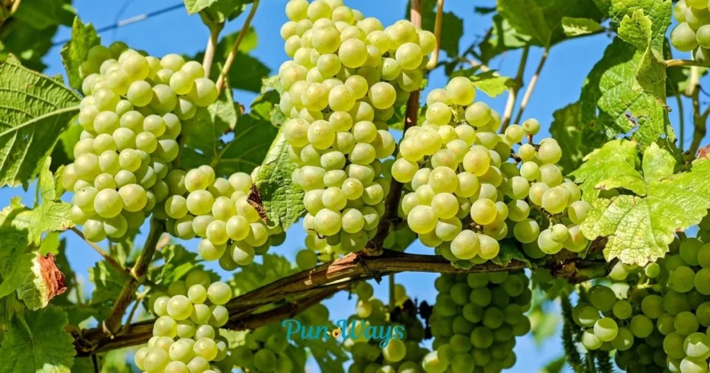 Grape Pun