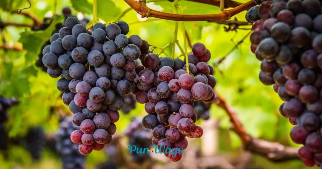Grape Puns Love