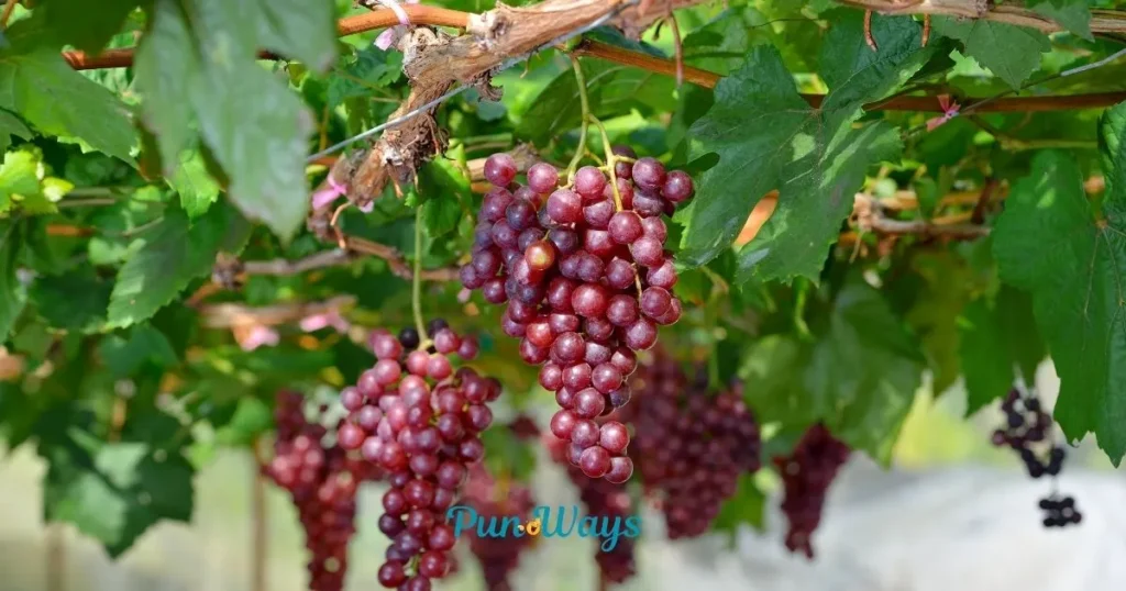 Grape Puns Reddit