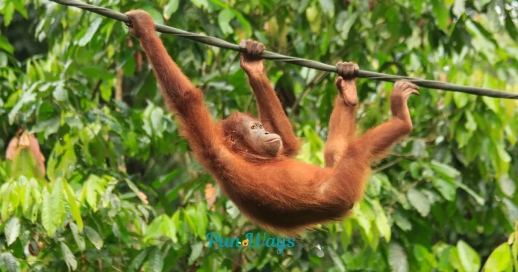 Monkey Puns Caption