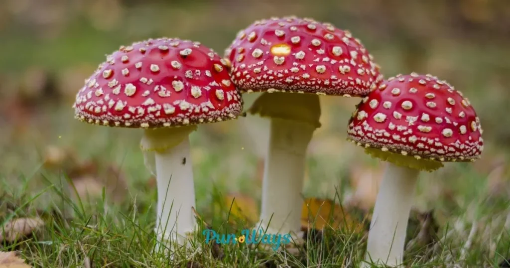 Mushroom Puns