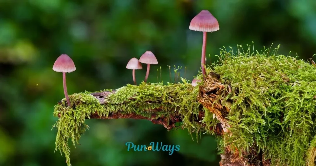 Mushroom Puns For Kids