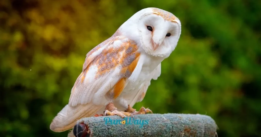 Owl Puns