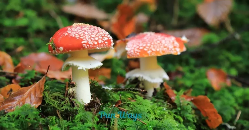 Oyster Mushroom Puns