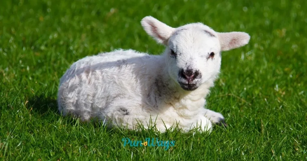 Sheep Puns One Liners