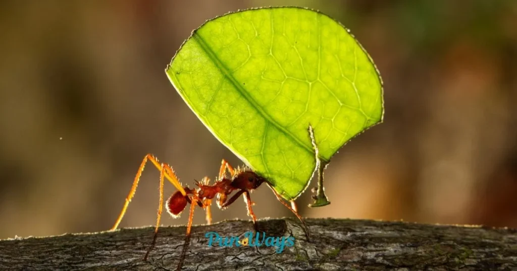 Short Ant Puns