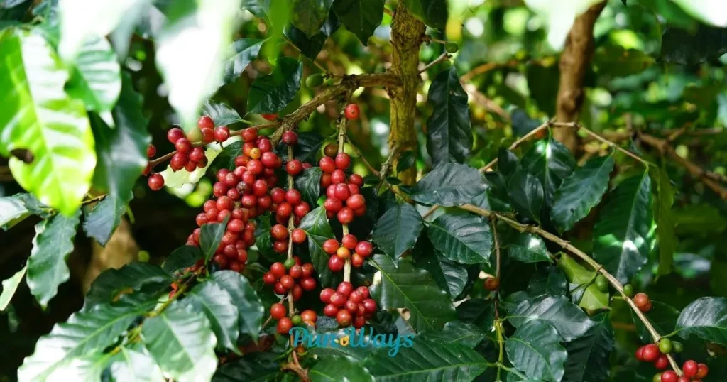 Short Cherry Puns