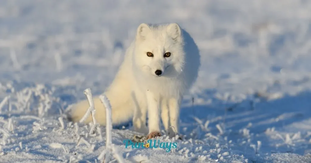 Short Fox Puns One Liners
